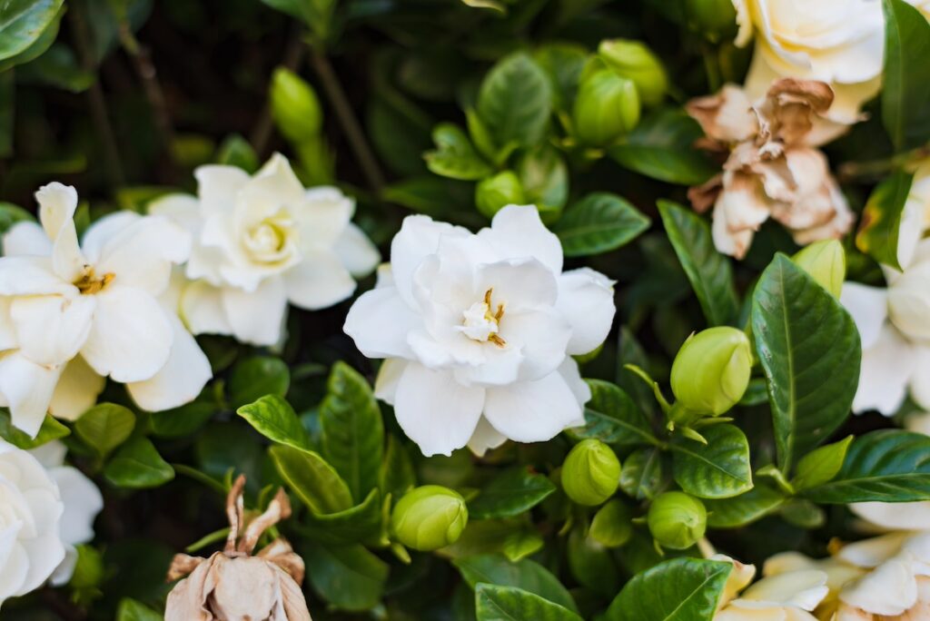 gardenia