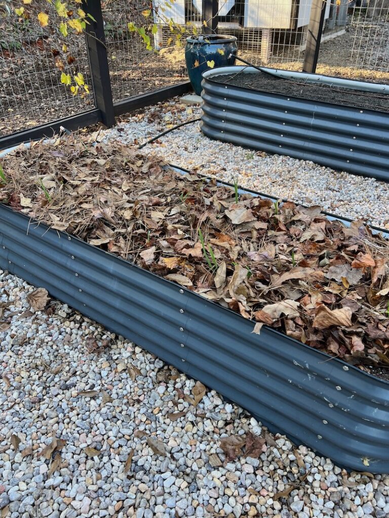 garlic bed