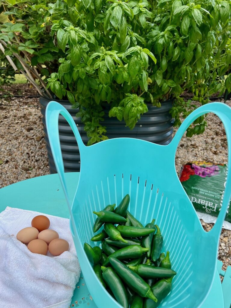 harvest basket