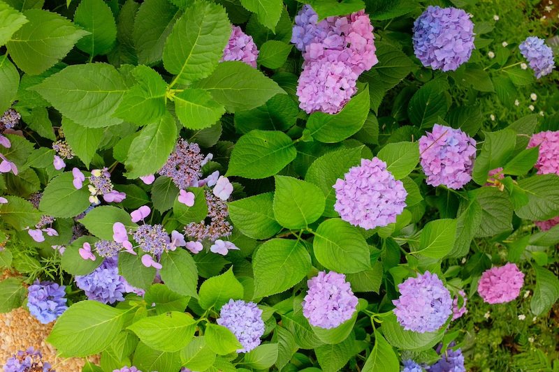 hydrangea purple