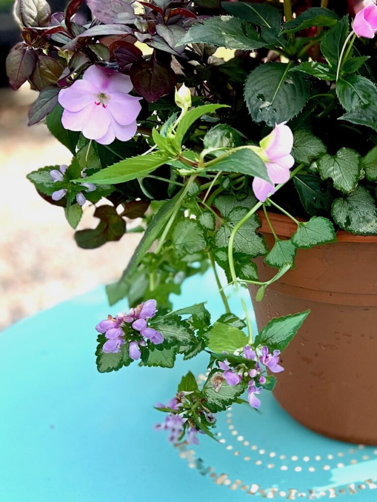 lamium