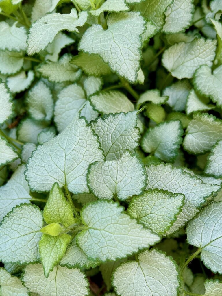 lamium foliage