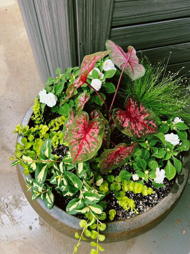 large caladium