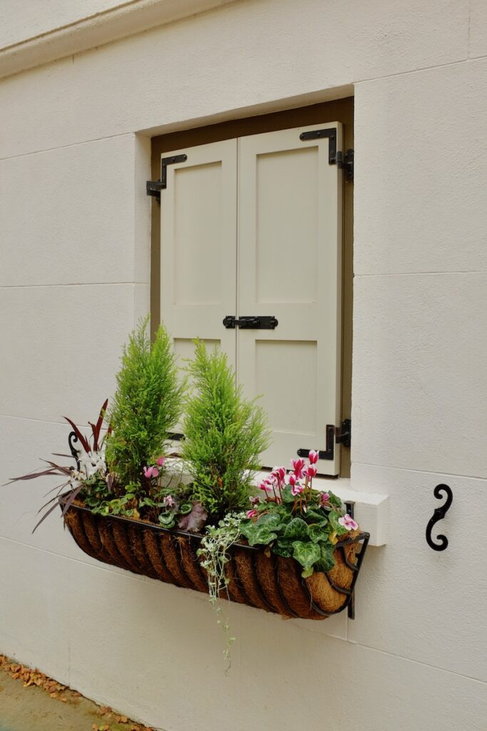 lemon cypress window box