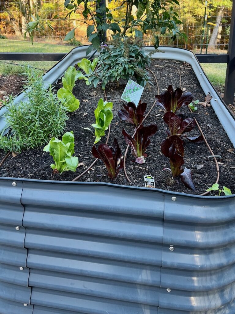 vego raised bed