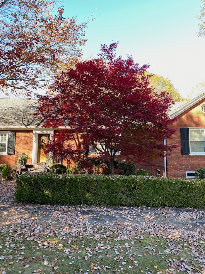 maple tree