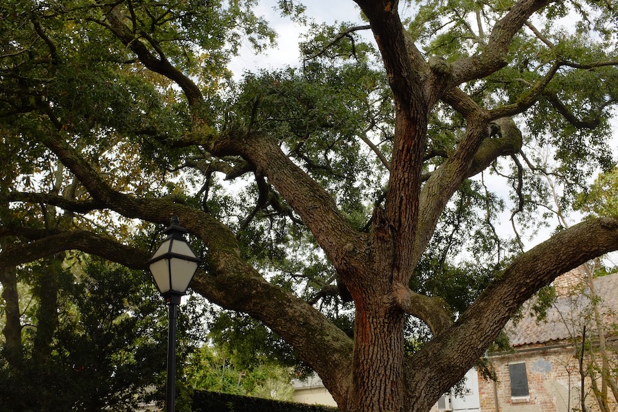 oak tree branches