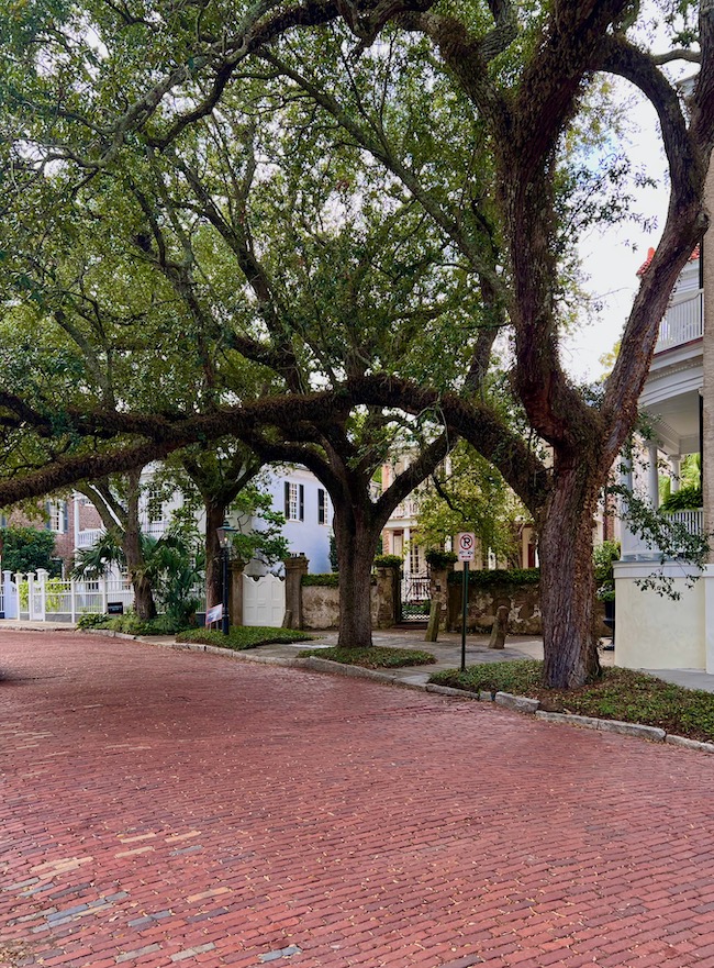Charleston oak trees