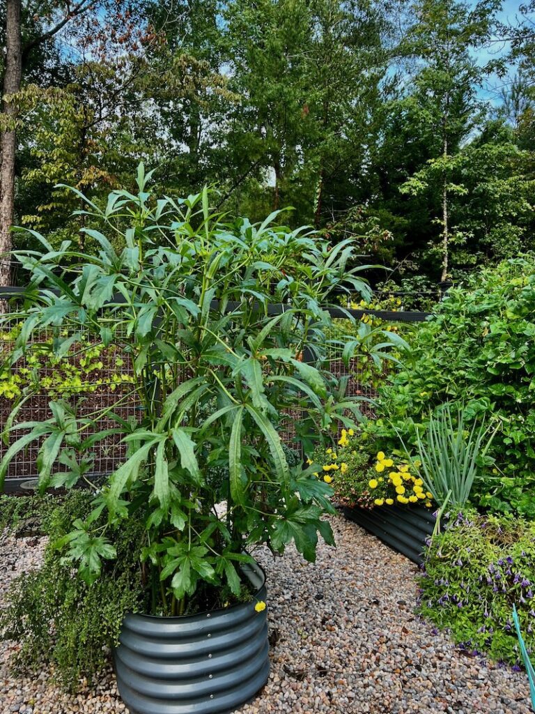 okra growing in raised bed