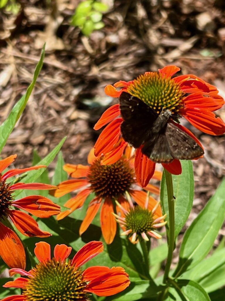 orange coneflower