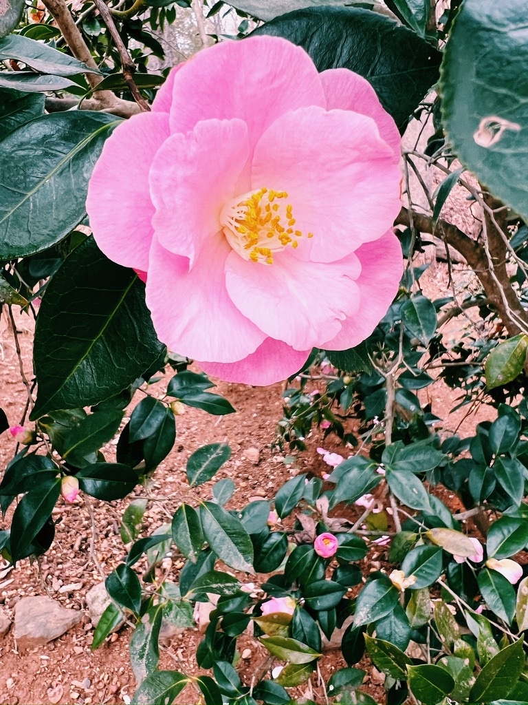 camellia