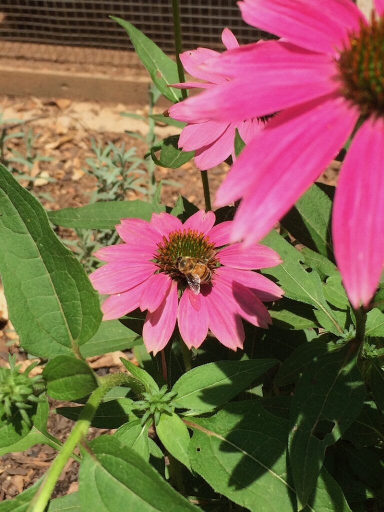 purple coneflower