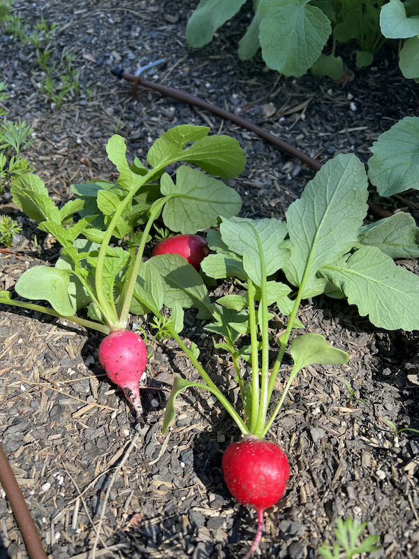 radishes harvest