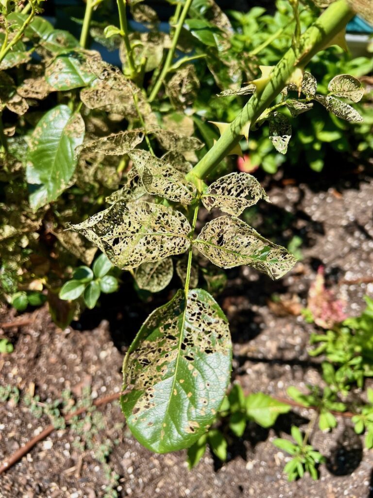 rose leaves