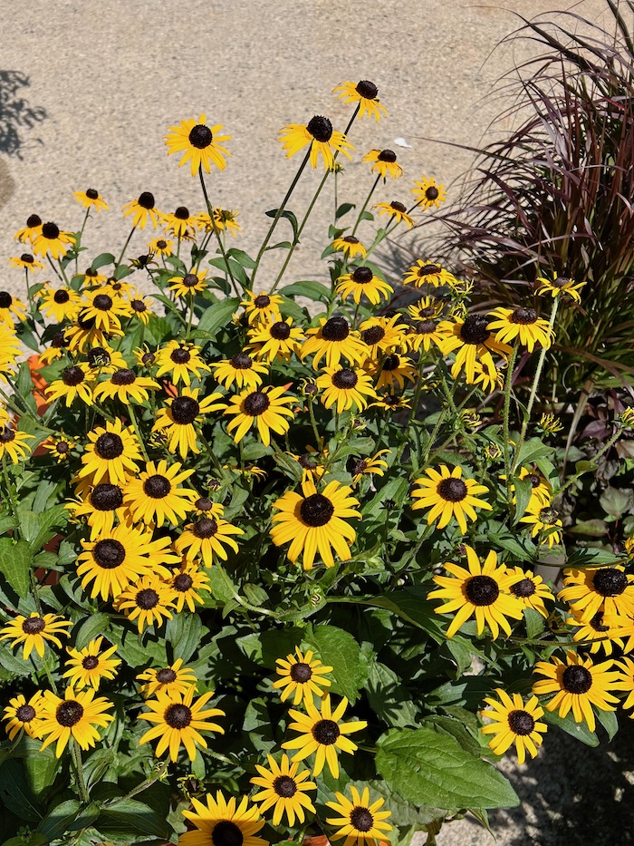 rudbeckia cut flower