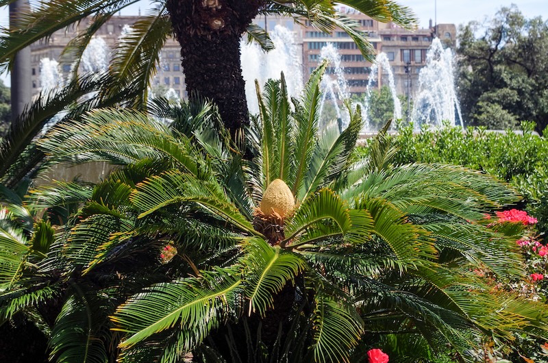 sago palm