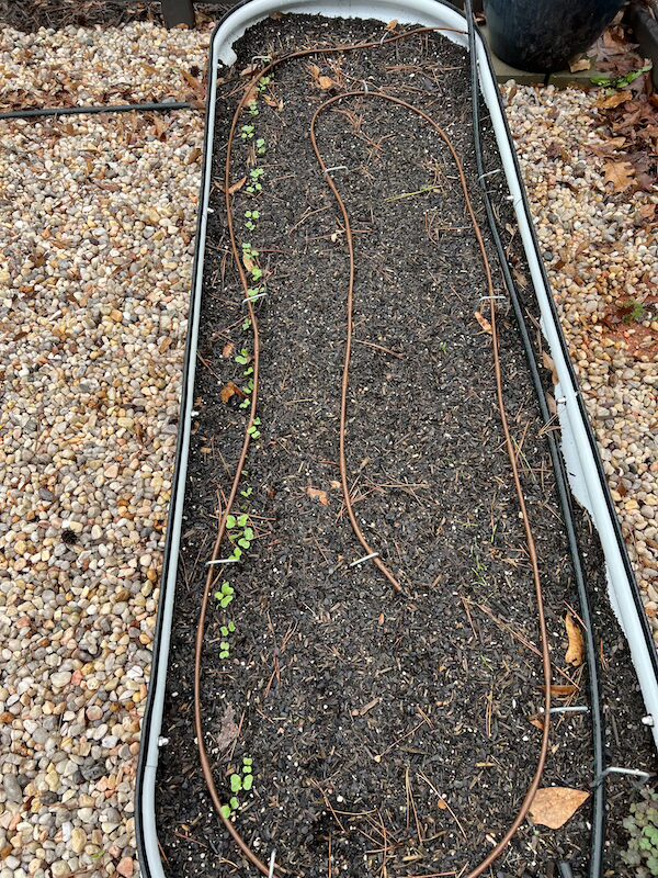 seed tape radish sprouts