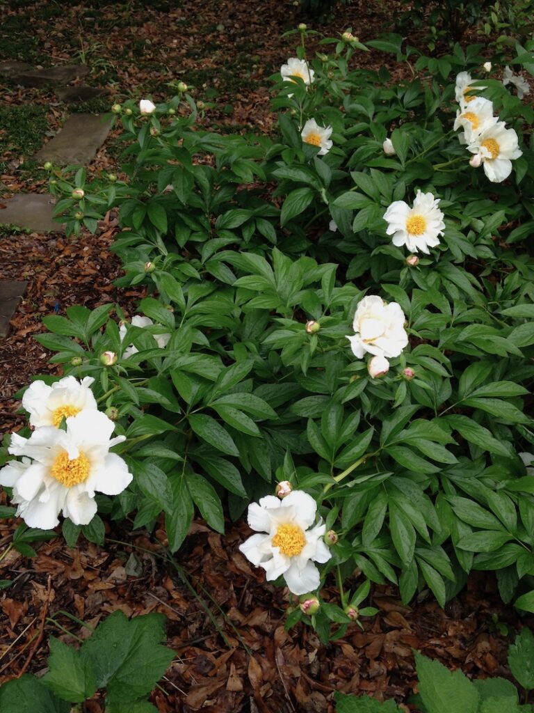 krinkled white single peony