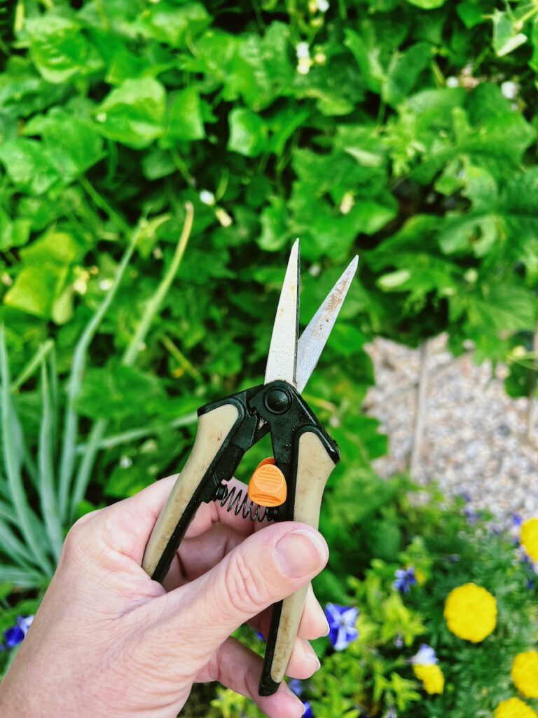 small clippers