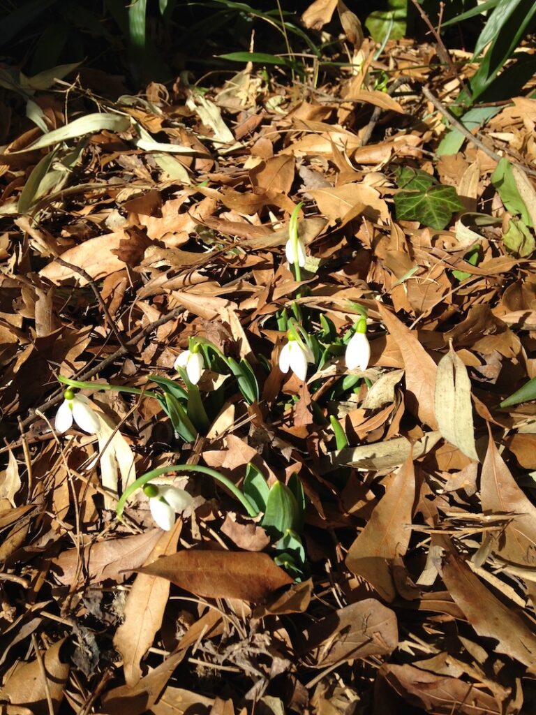 snowdrop flowers