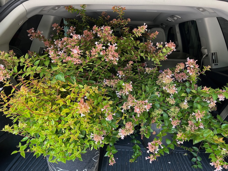summer abelias car