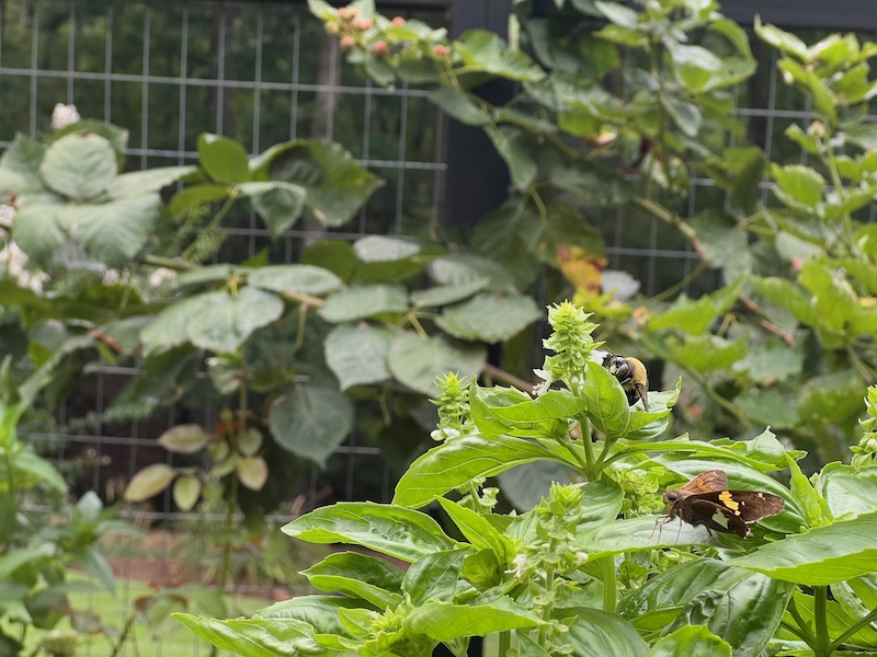 summer bee butterfly