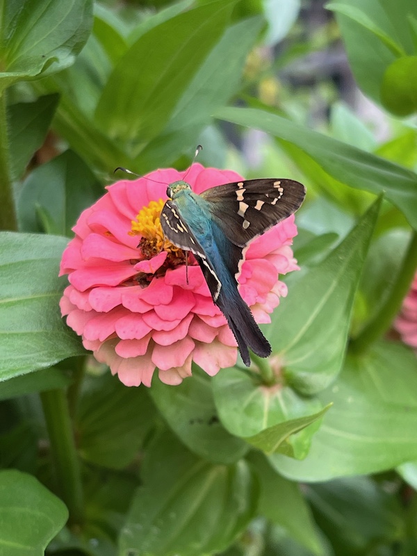 summer blue butterfly