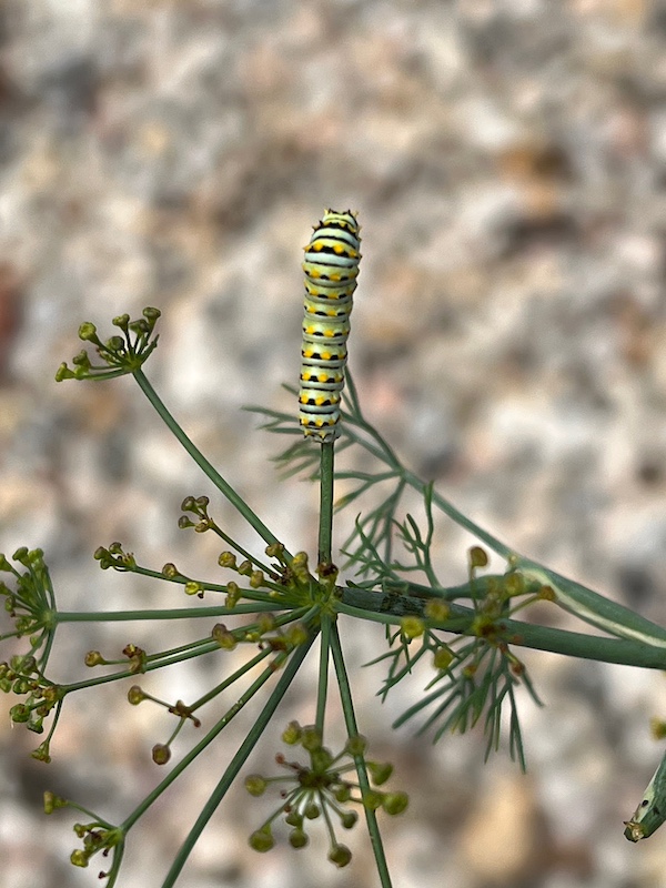 summer caterpillar carrot