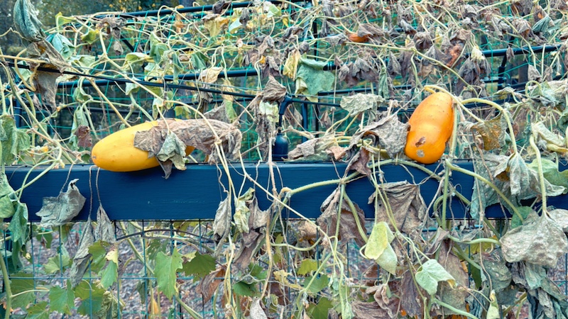 end of summer gardening tips