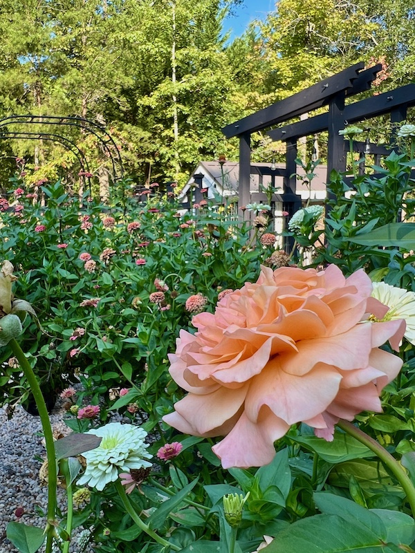summer rose zinnias