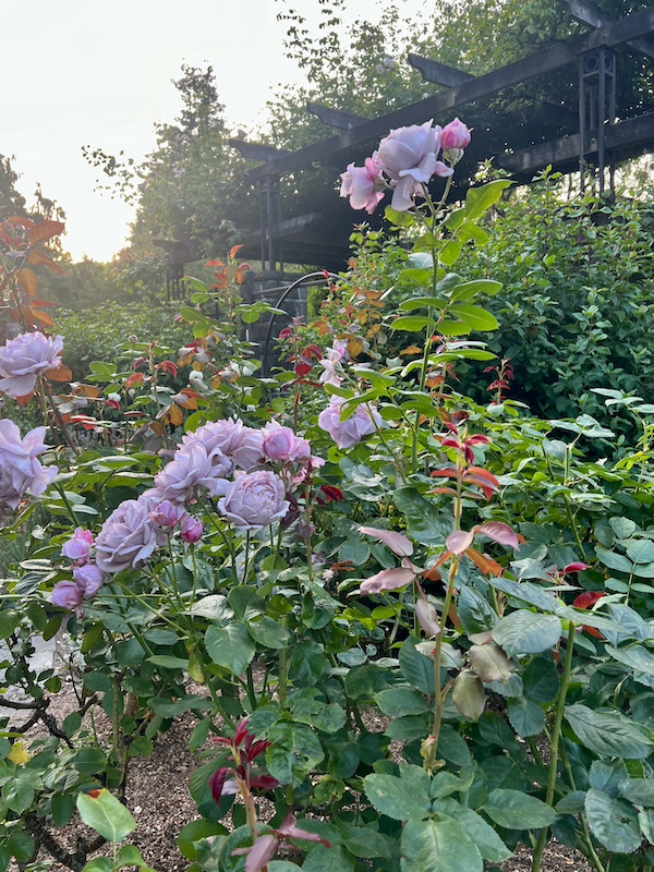 summer roses seattle