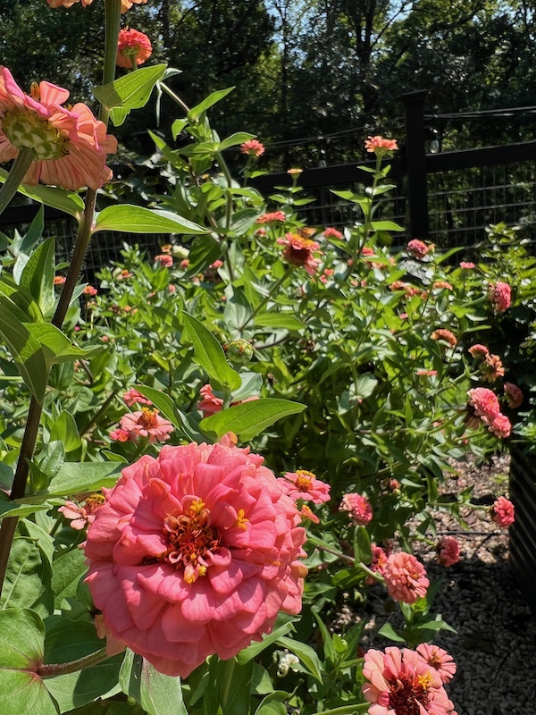 summer zinnia pink