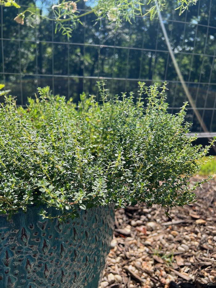 fresh thyme potted c