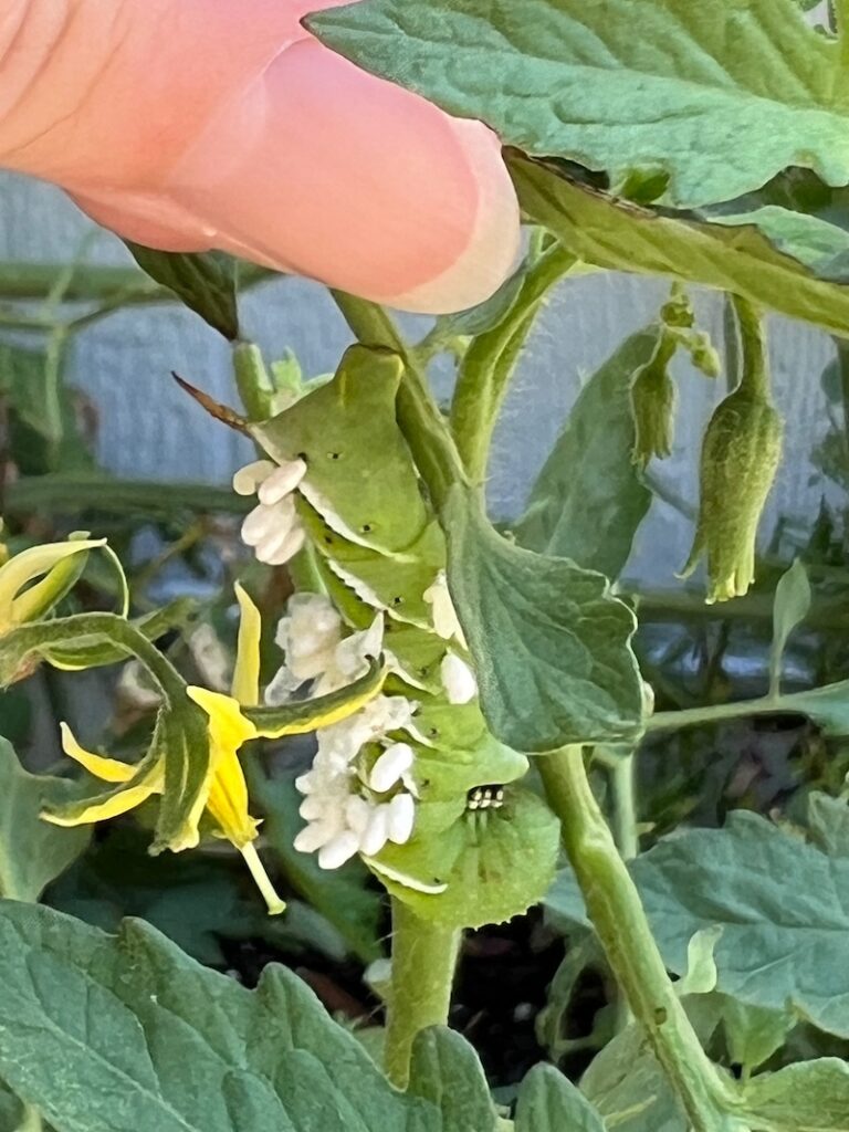 tomato hornworm