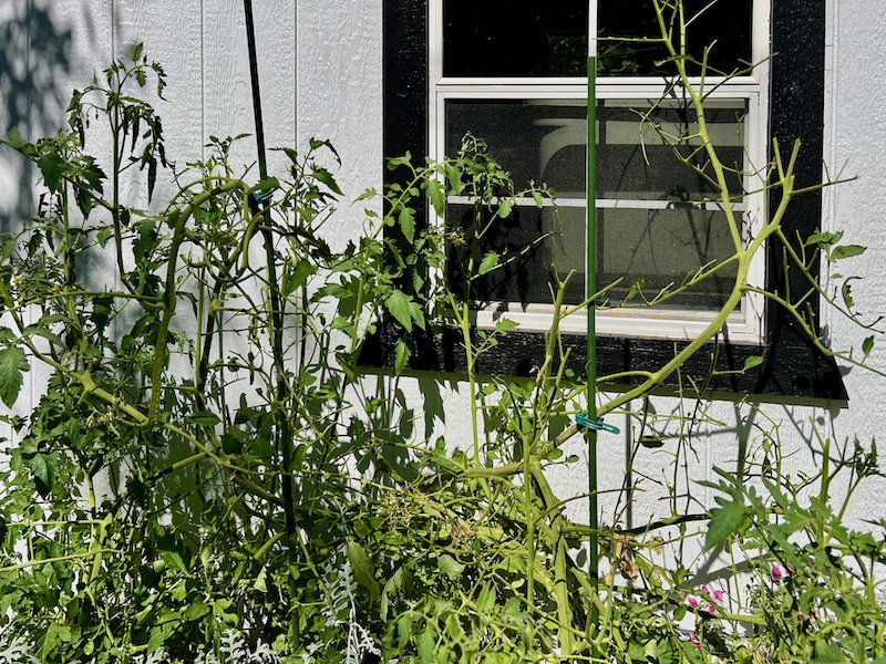 tomato plant