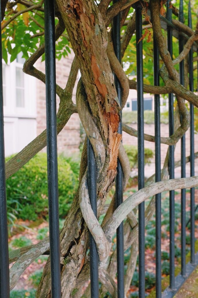 wrought iron fence with vine