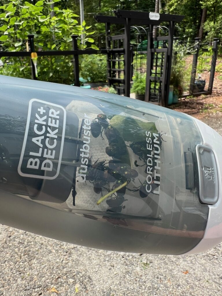 vacuum beetles