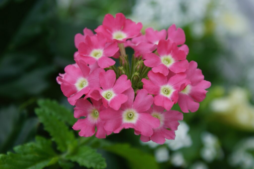 verbena container