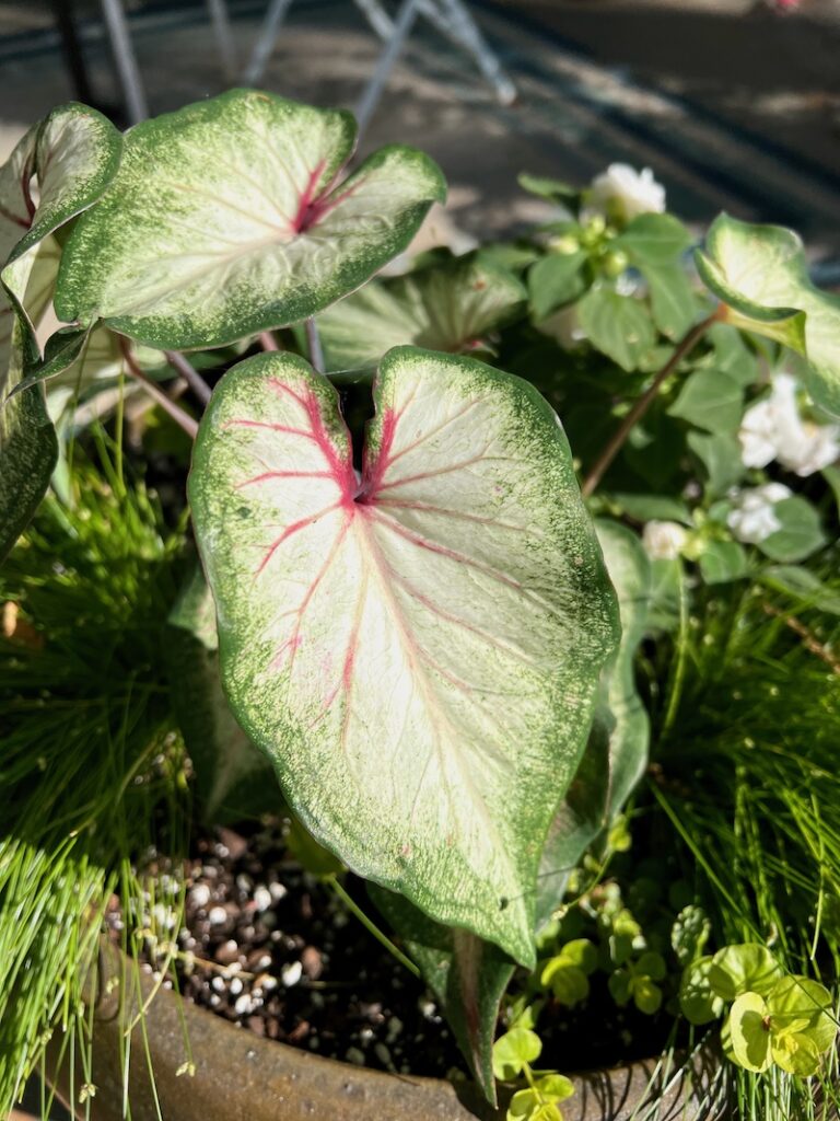 white caladium
