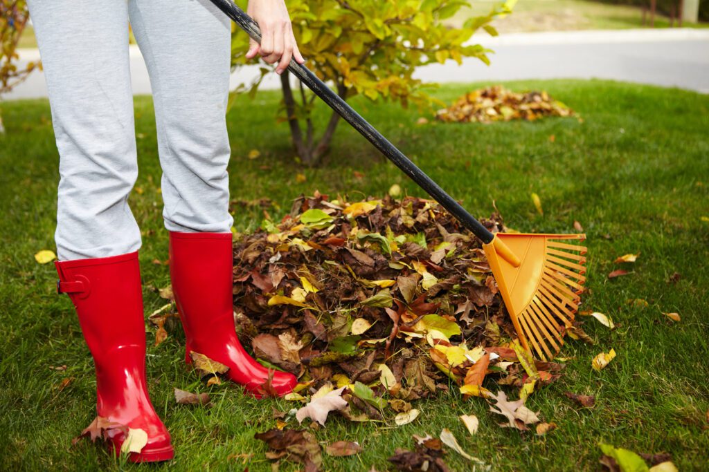 yard clean up