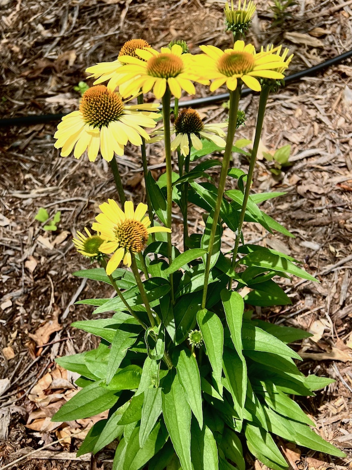 yellow coneflower