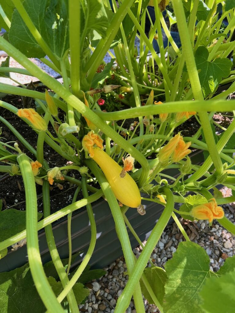 yellow squash
