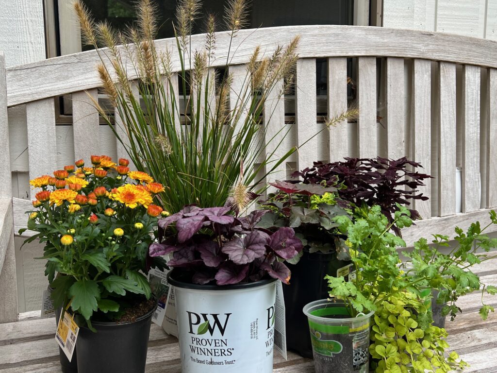fall garden plants