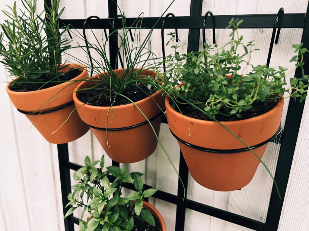 garden to table herbs