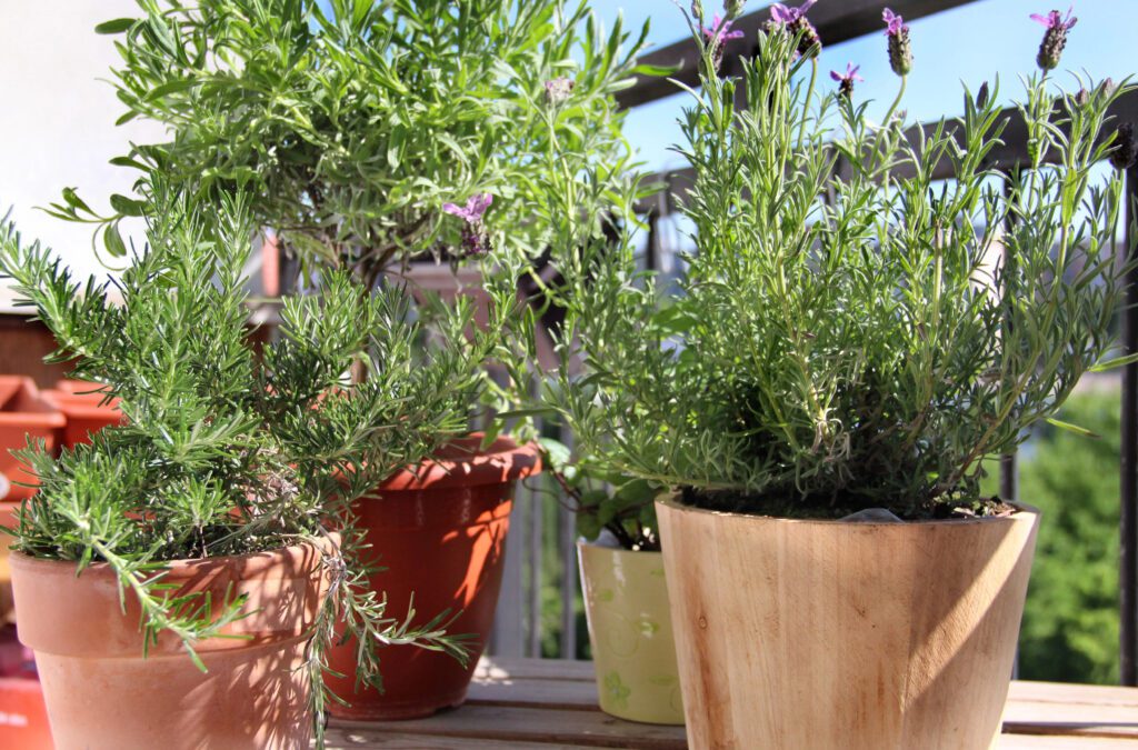 balcony garden containers