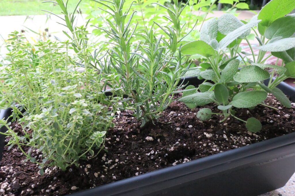 balcony herb garden container