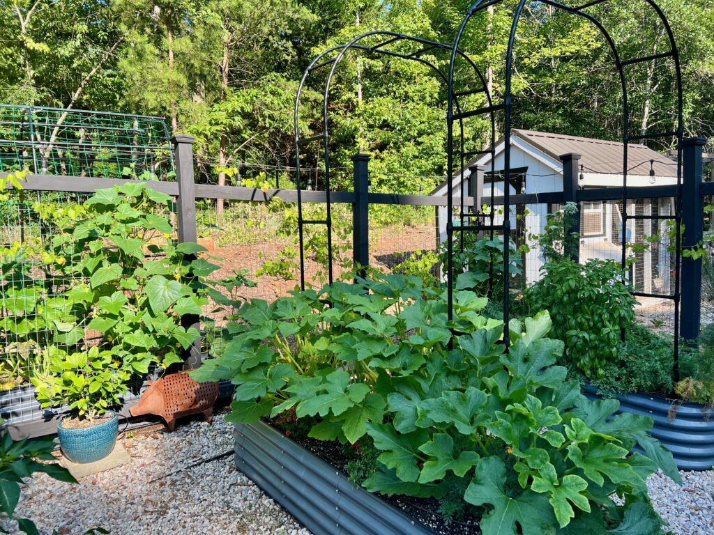 acorn squash kitchen garden