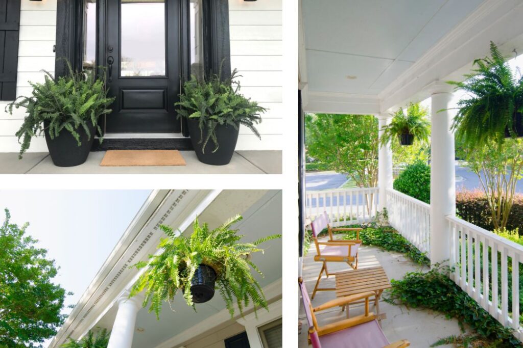 single plant container fern mix