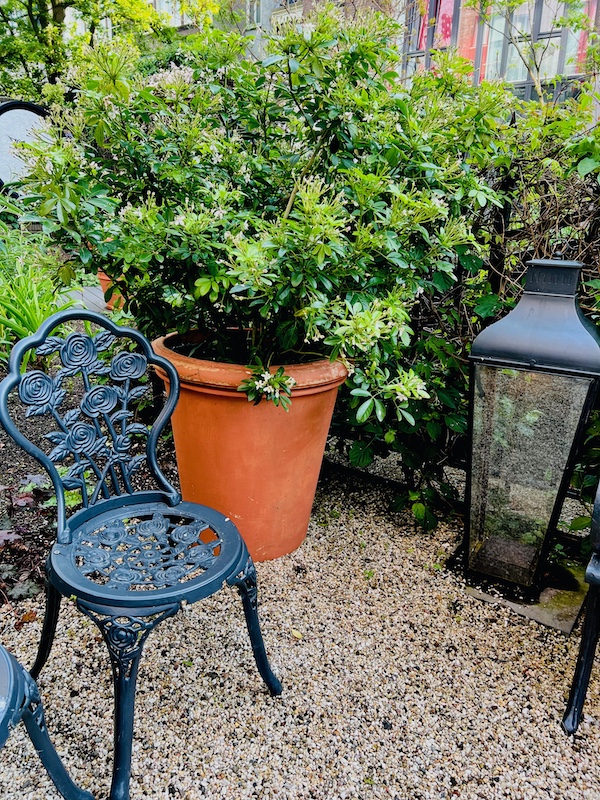 single plant container