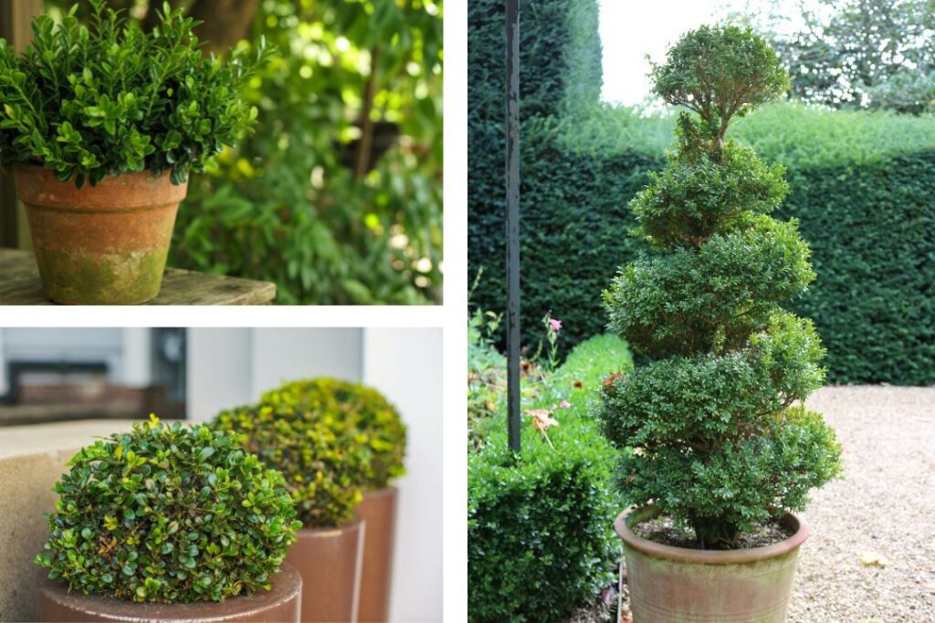 single plant container boxwood mix